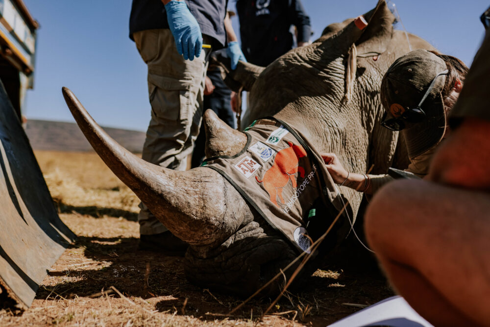 Rhinos go nuclear: Scientists use cutting edge deterrent to foil traffickers