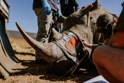 Rhinos go nuclear: Scientists use cutting edge deterrent to foil traffickers