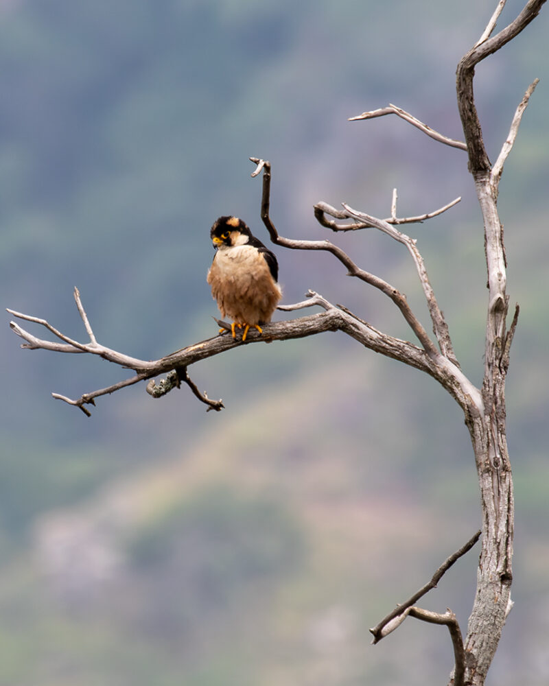 Raptor is on the brink of extinction