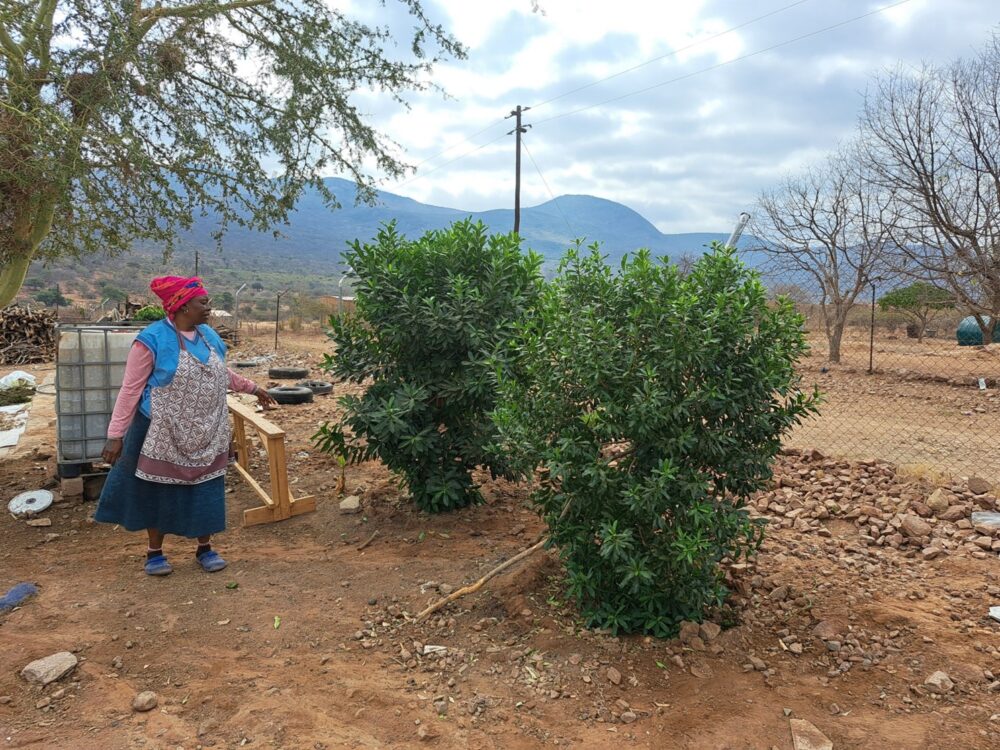 Guardians of the Green: Conserving South Africa’s medicinal heritage through the pepper-bark tree