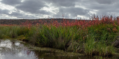 Livestock, rooibos and tortoises: Farmer conserves threatened species