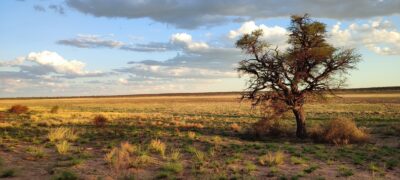 African researchers lead climate-smart tree planting project