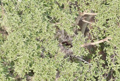 Vulture conservation boosted as first active hooded vulture nest confirmed in Zululand