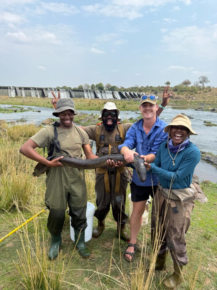 From African rivers to Asian plates: The global eel crisis