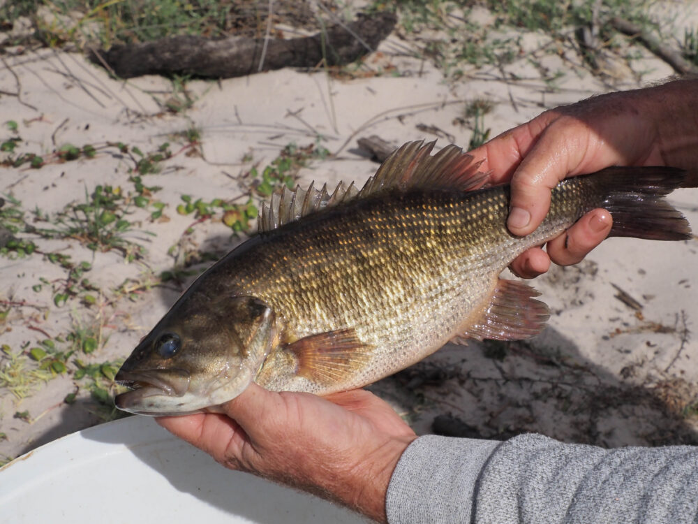 Bassinvasivefishspecies