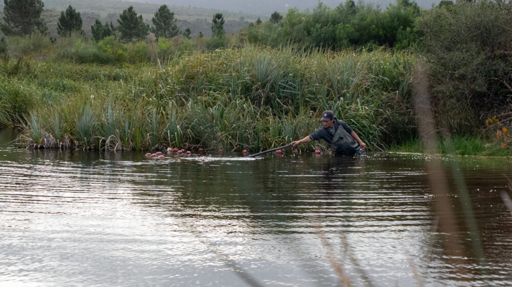 From unknown to icon: The Agulhas redfin’s ancient journey in South Africa’s rivers