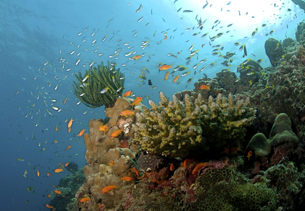Climate crisis: Coral reefs hit critical tipping point