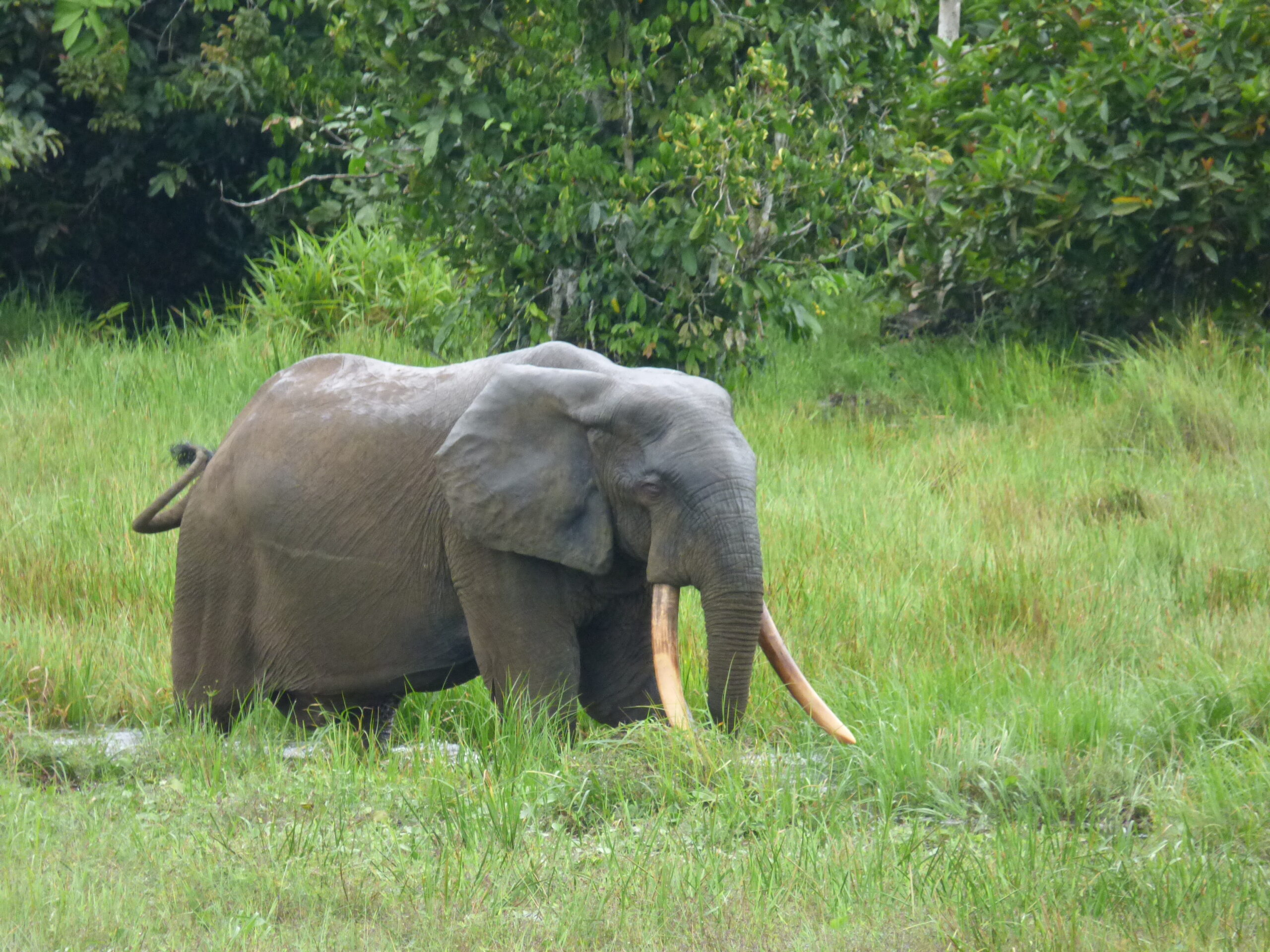 DNA surveys reveal far more African forest elephants than previously known