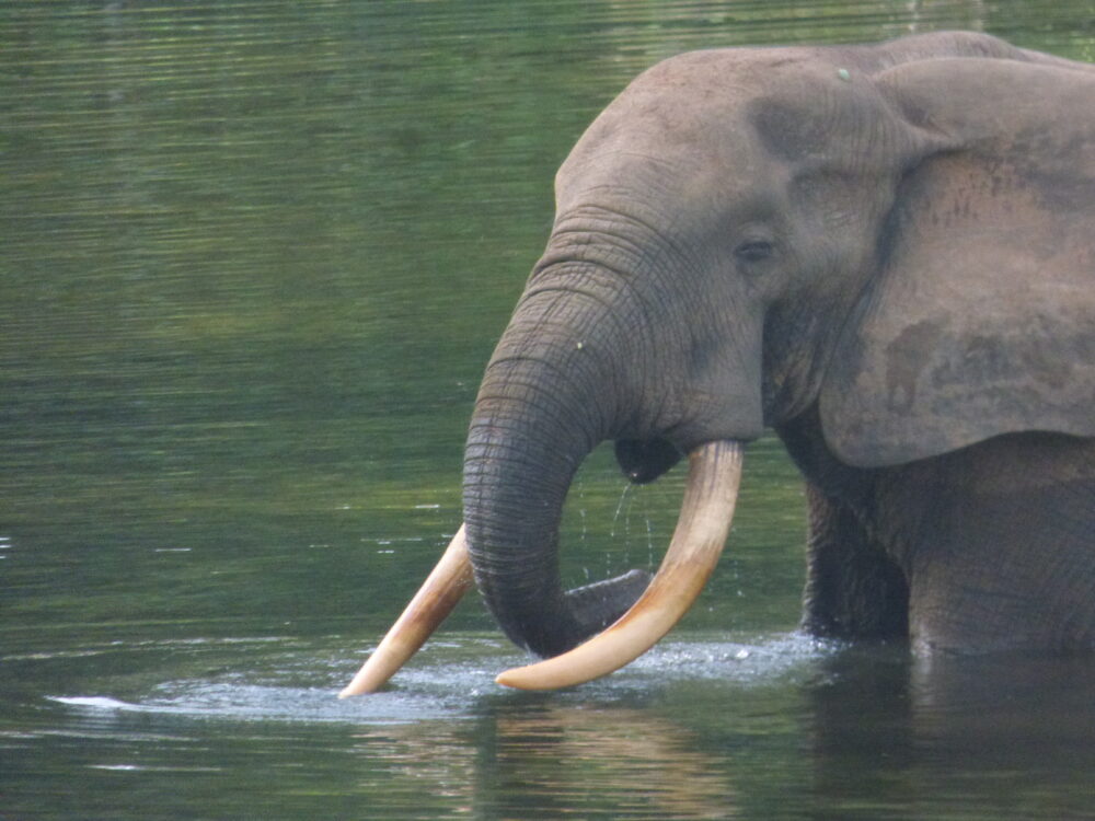 Africanforestelephantinthewater3 Walibai,justoutsidethenouabale Ndokinationalpark,republicofcongo Creditf.maiselswcs