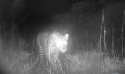 West Coast National Park sees historic leopard return after 170 years