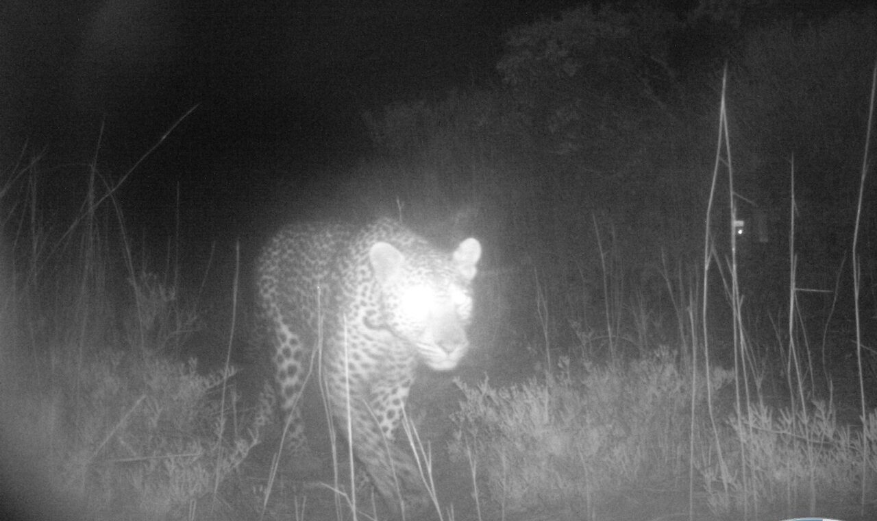 West Coast National Park sees historic leopard return after 170 years