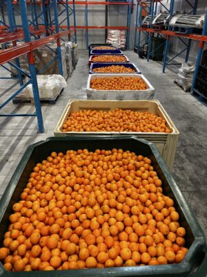 South Africa’s agricultural exports boom