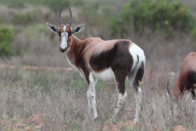 Bontebok delisted at Cites: South Africa wins bid to lift international trade restrictions