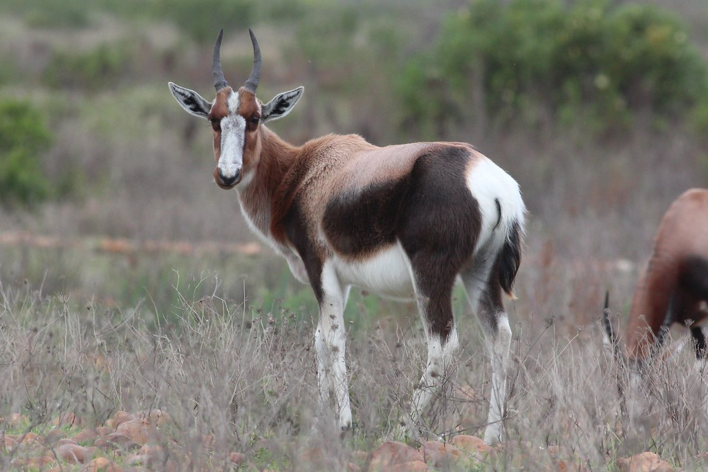 Bontebok delisted at Cites: South Africa wins bid to lift international ...