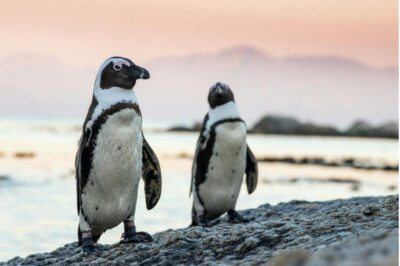 African penguins starving