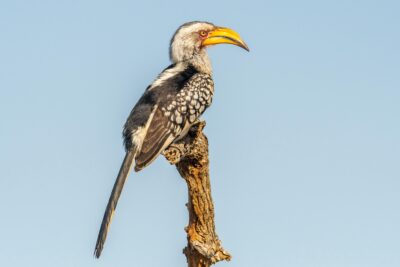 Africa’s forest hornbills gain global protection as Cites lists species for first time
