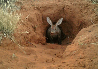Aardvarks, bats and mole-rats among mammal species sliding towards regional extinction