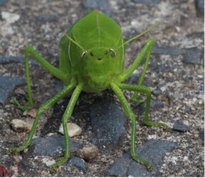 Endangered grasshopper rediscovered in KZN after 45 years