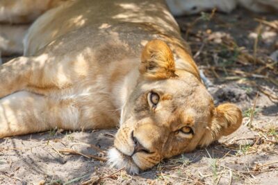 Poaching for body parts poses ‘existential threat’ to lions