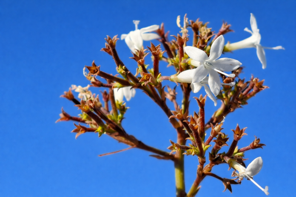 Long-lost South African plant rediscovered after nearly 200 years
