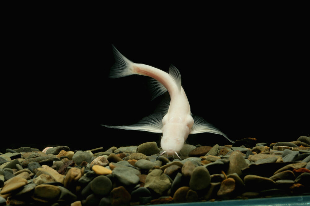 From Congo to China: 309 freshwater fish species uncovered last year