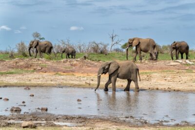 University of Pretoria study challenges ‘70% wildlife decline’ narrative