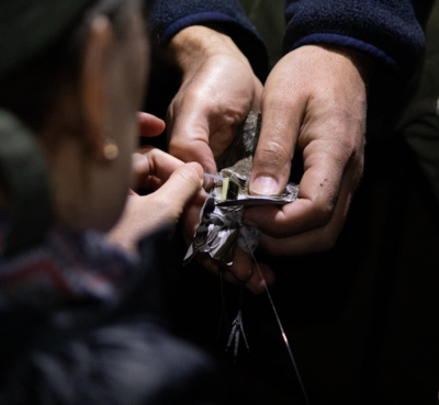 Tiny birds, vast journeys: Inside SA’s first shorebird tracking project