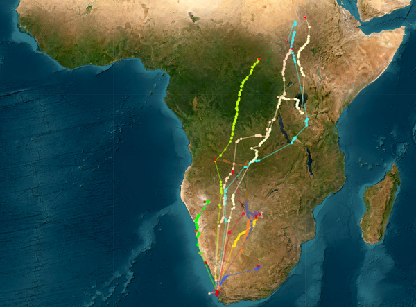 Satelliteimagetrackingcurlewsandpipers