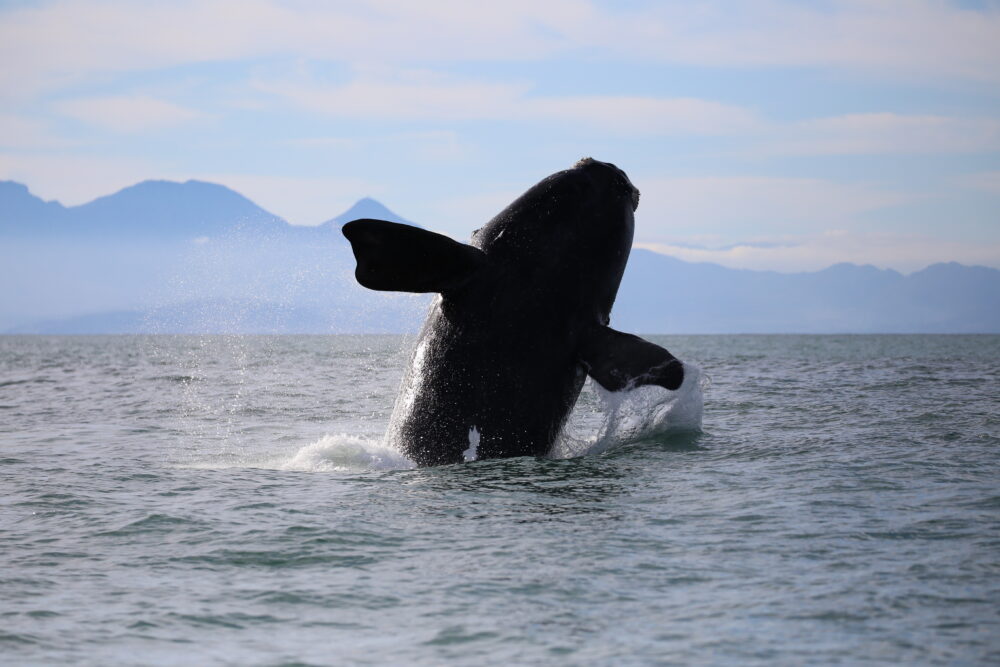 Whale strike risk rises as shipping surges off SA coast