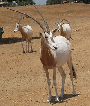 The scimitar-horned oryx